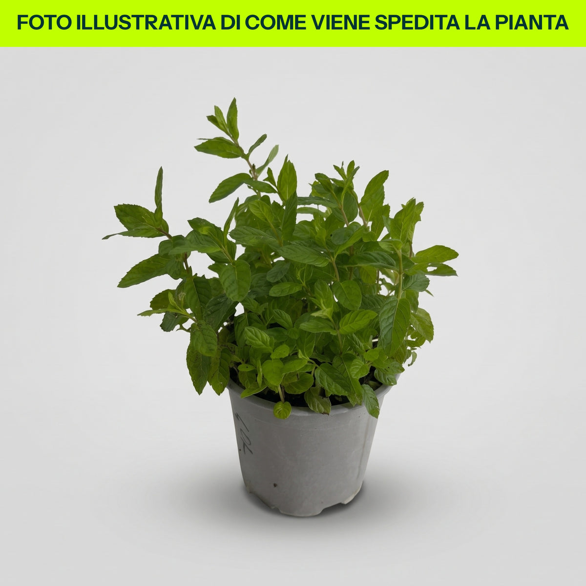 Menthe marocaine en pot de 14 cm
