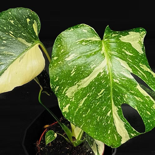 Guzmania Yeltix im 12-cm-Topf