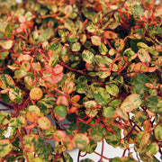 MUEHLENBECKIA CAMOUFLAGE IN VASO 13CM