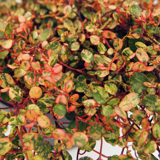 MUEHLENBECKIA CAMOUFLAGE IN VASO 13CM