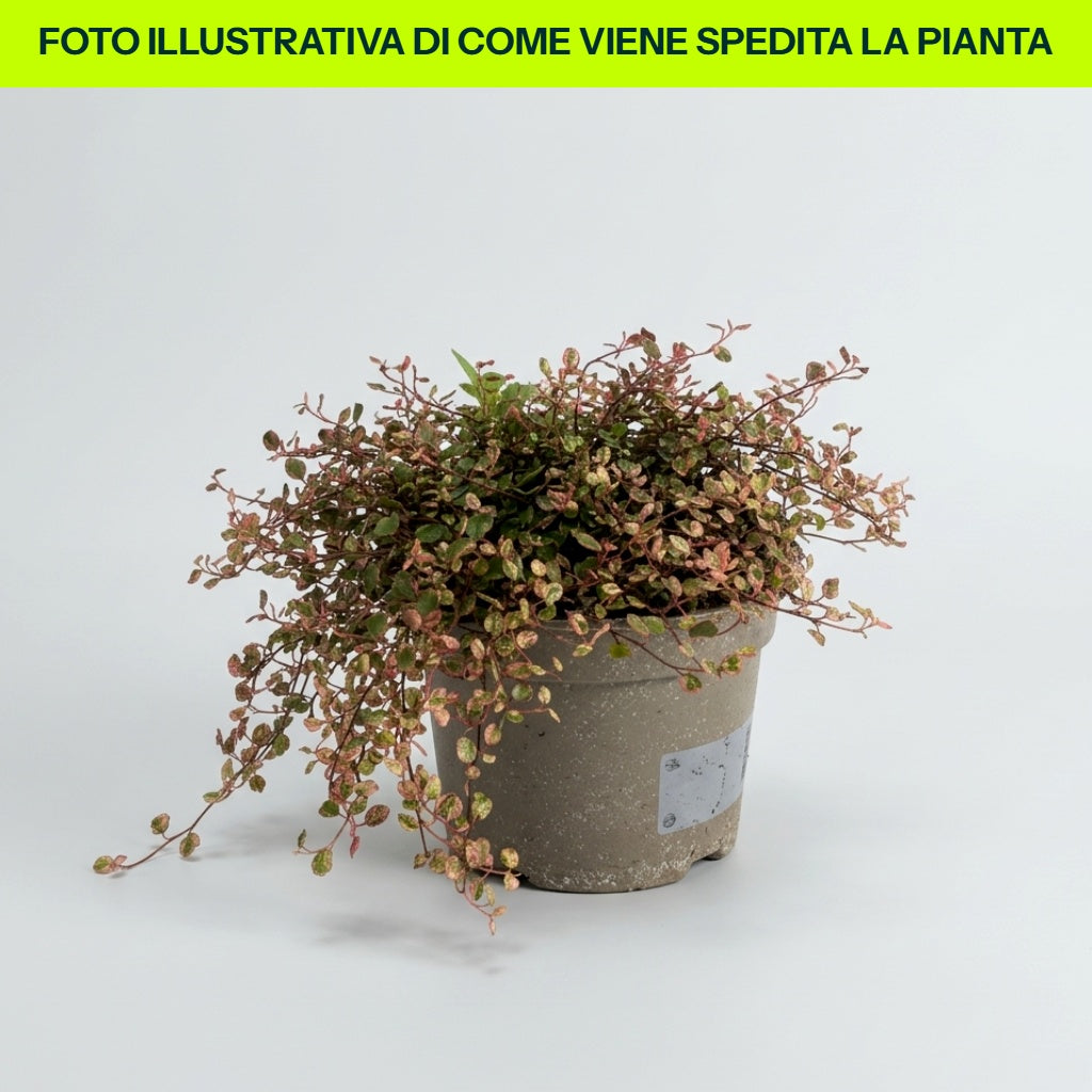 MUEHLENBECKIA CAMOUFLAGE IN VASO 13CM