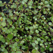 MUEHLENBECKIA COMPLEXA MAORI IM 11-CM-TOPF