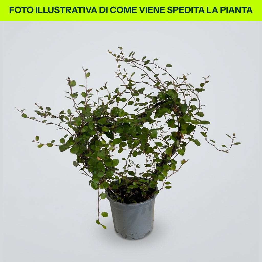MUEHLENBECKIA COMPLEXA MAORI IM 11-CM-TOPF