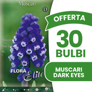 Offerta 30 Bulbi di Muscari Aucheri Dark Eyes
