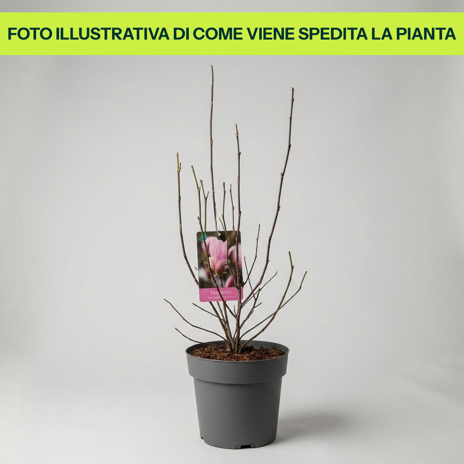 Guzmania Yeltix im 12-cm-Topf