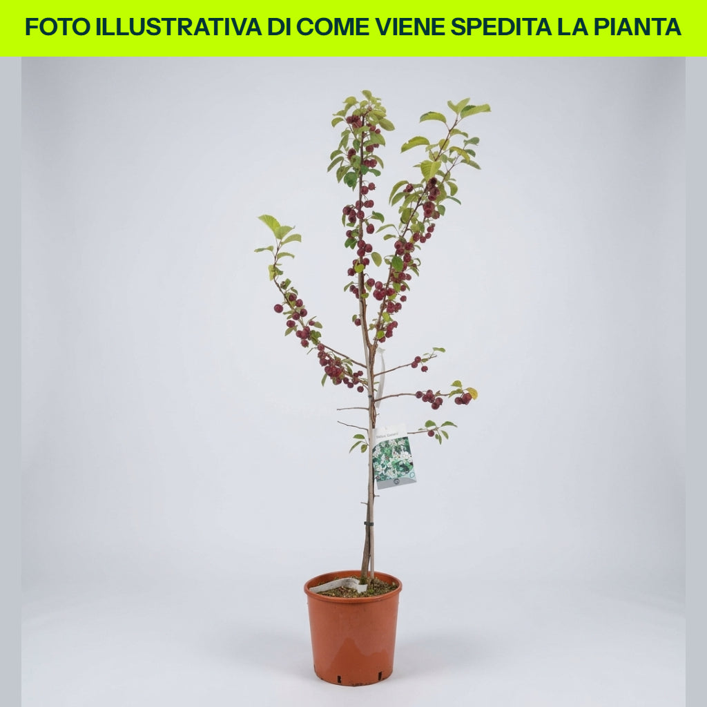 Malus Everest in vaso da 24cm