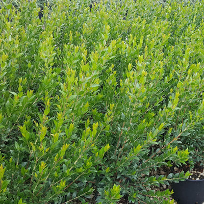 Mirto Comune Cespuglioso in Vaso da 16cm