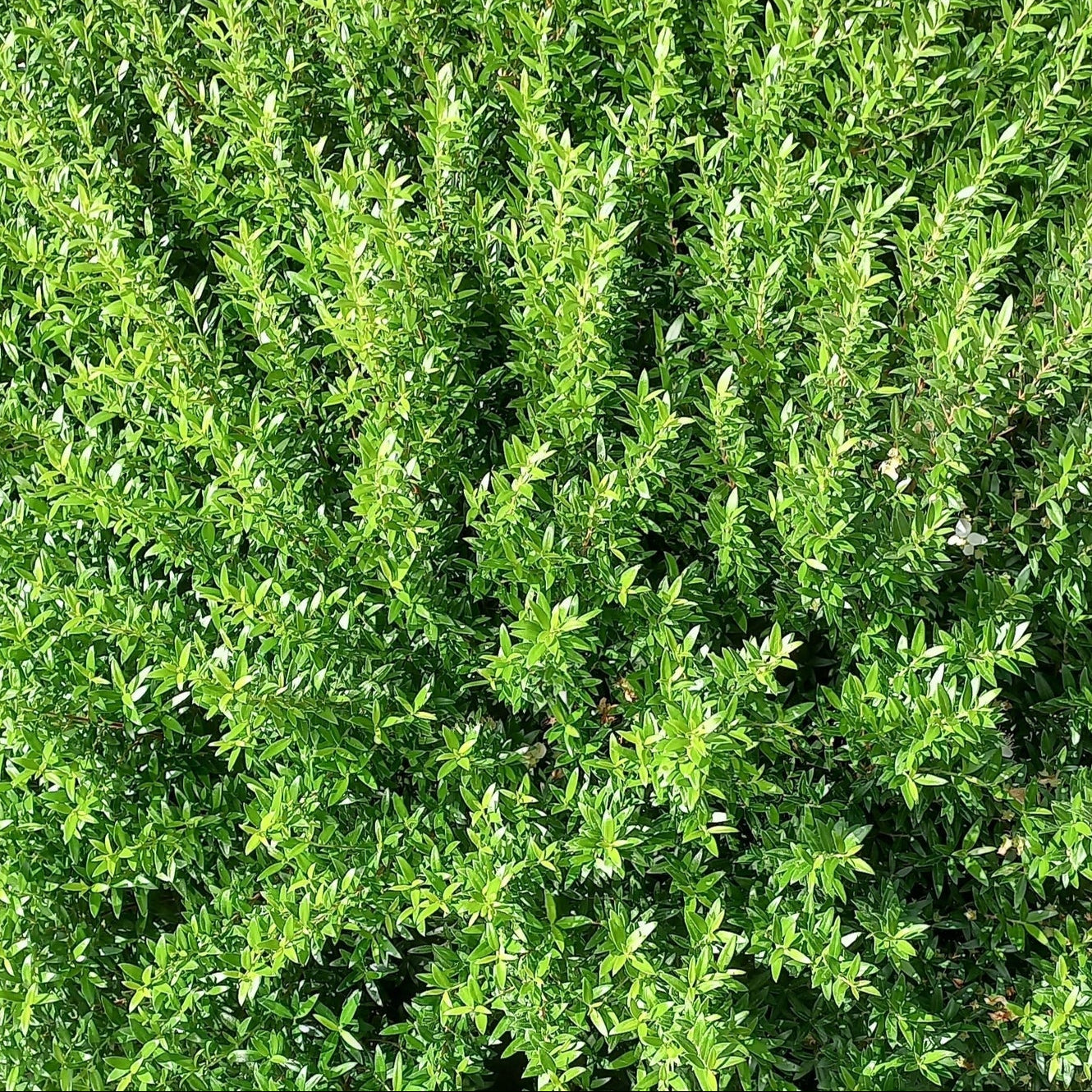 Mirto Microphylla in Vaso da 16cm