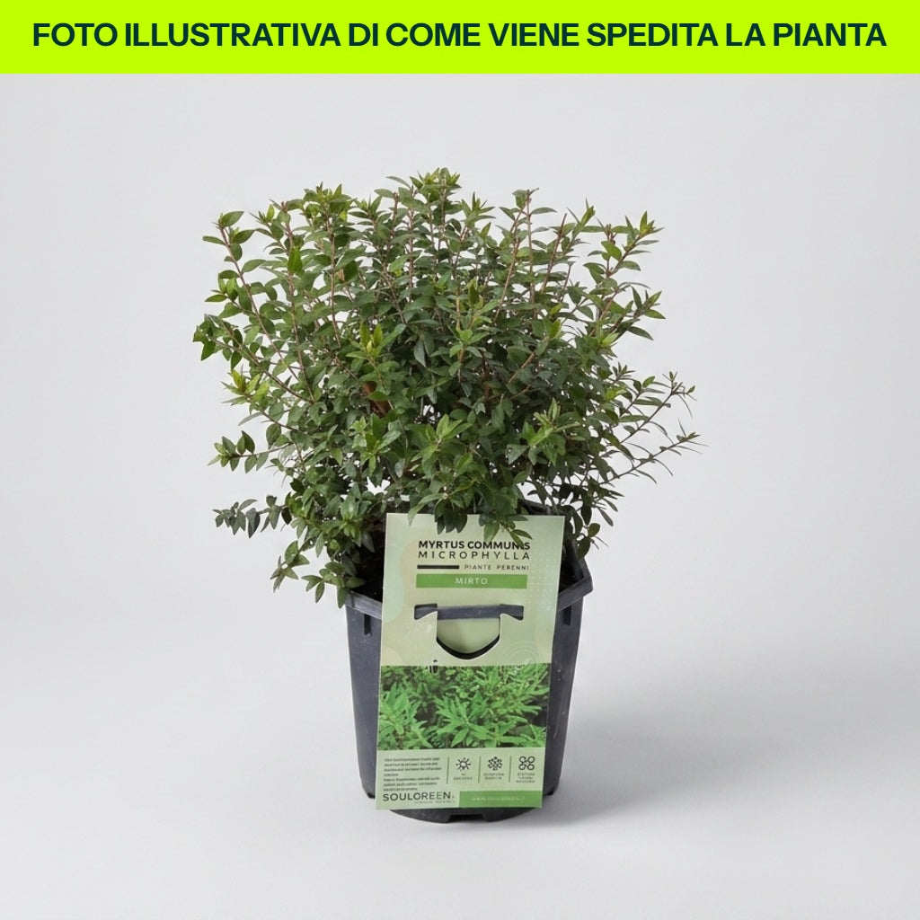 Mirto Microphylla in Vaso da 16cm