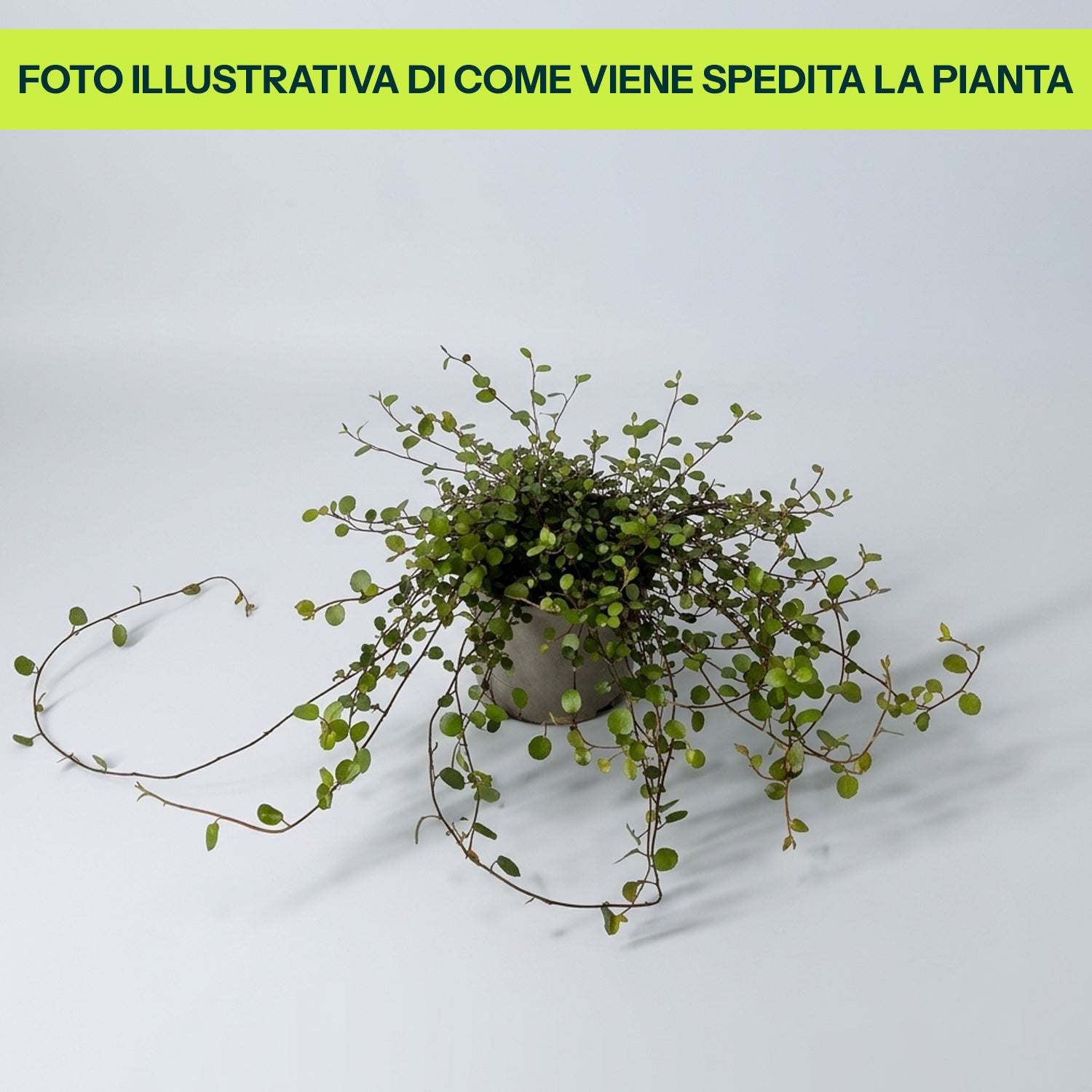 Muehlenbeckia in Vaso da 13cm