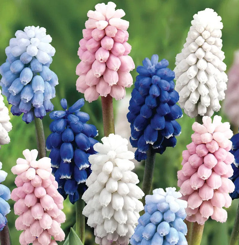 Muscari in Vaso da 9cm Colori Assortiti