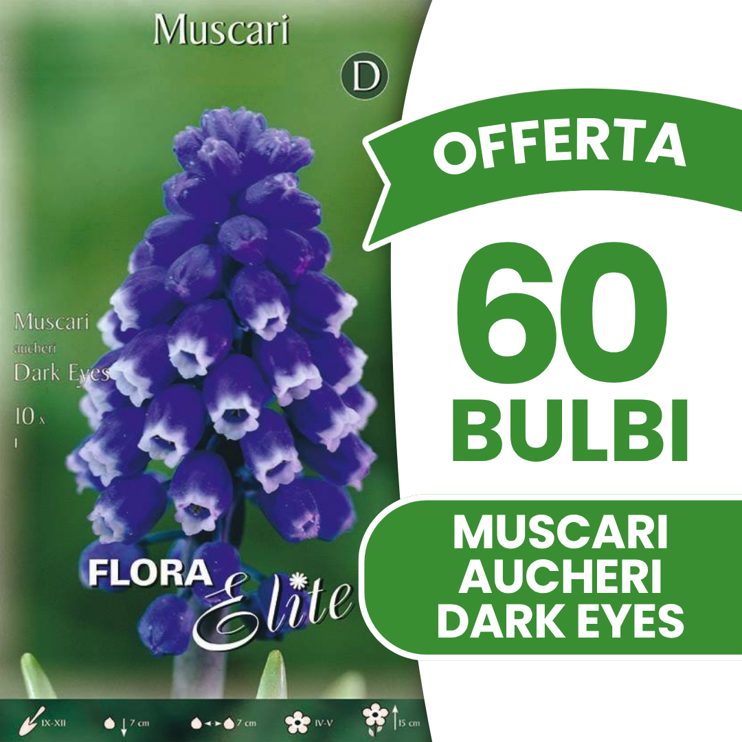 Offerta 60 Bulbi di Muscari Aucheri Dark Eyes