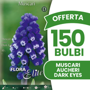 Offerta 150 Bulbi di Muscari Aucheri Dark Eyes