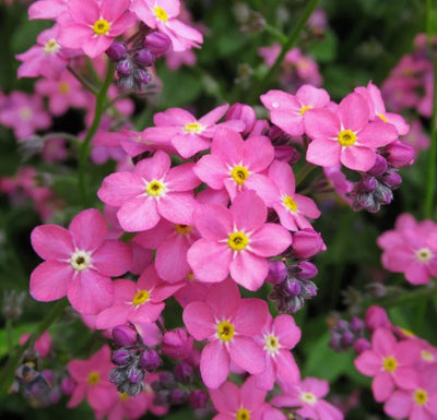 Myosotis in Vaso da 14cm