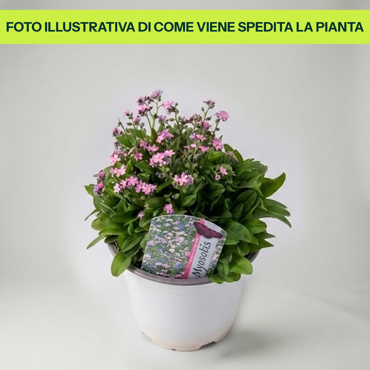 Myosotis in Vaso da 14cm