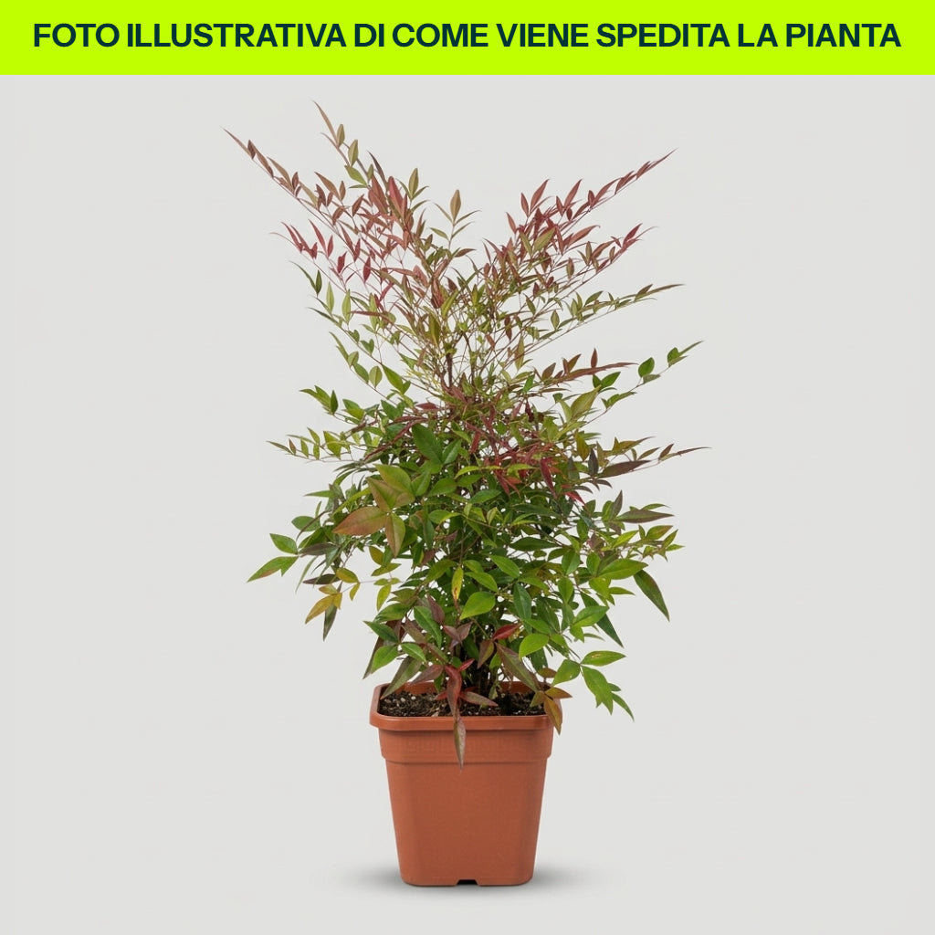 NANDINA DOMESTICA IN VASO 24CM