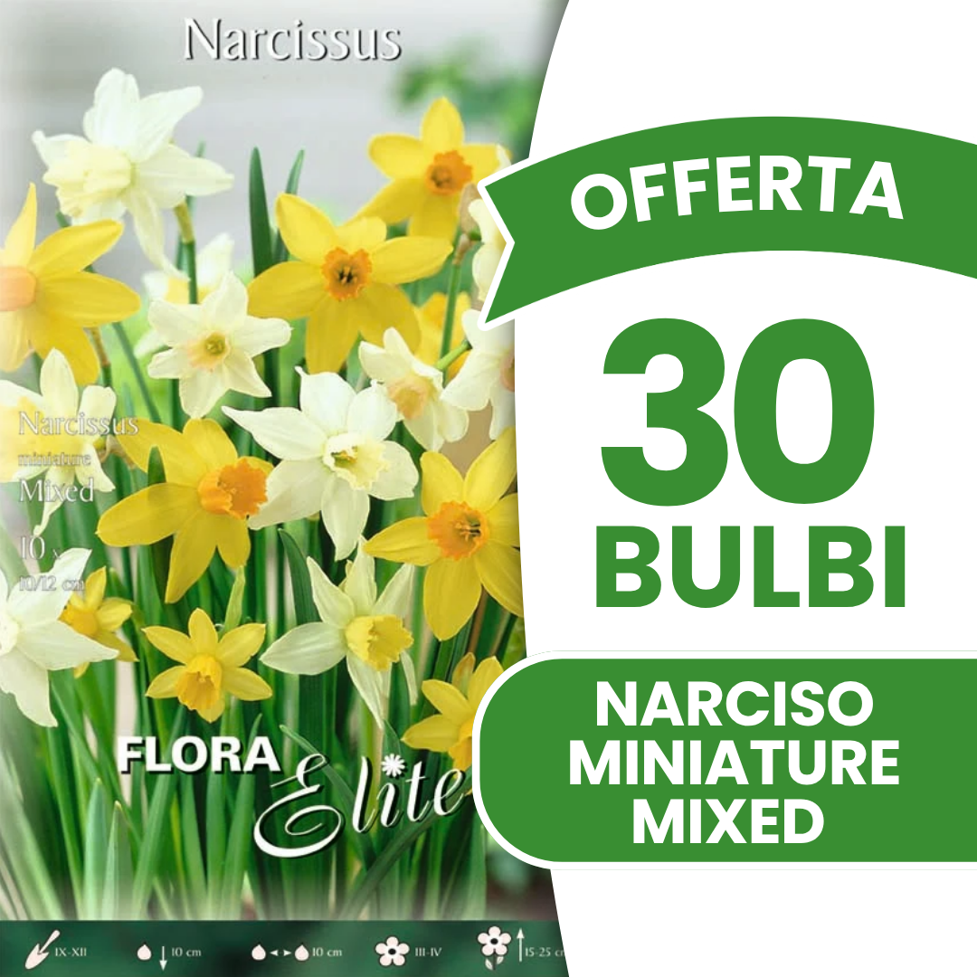 Jonquilles miniatures mélangées (paquet de 10 bulbes)