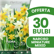 OFFERTA 30 BULBI NARCISO MINIATURE MIXED