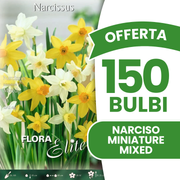 MINIATUR-NARRIZDILEN-MISCHUNG (10 ZWIEBELN PACKUNG)