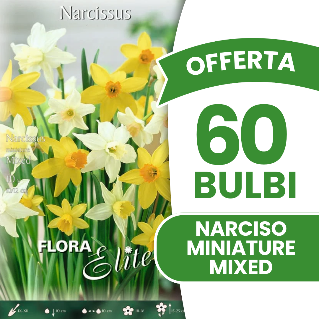 Jonquilles miniatures mélangées (paquet de 10 bulbes)