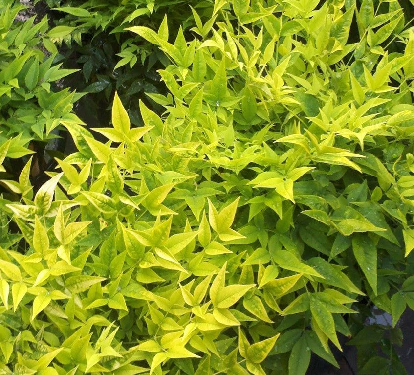 Nandina in Vaso da 19cm