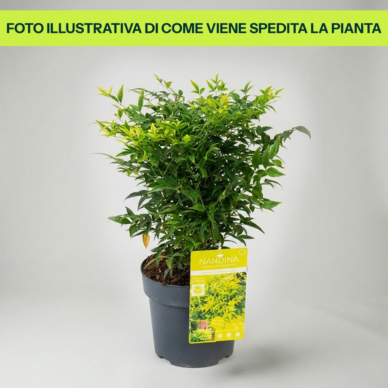 Nandina in Vaso da 19cm