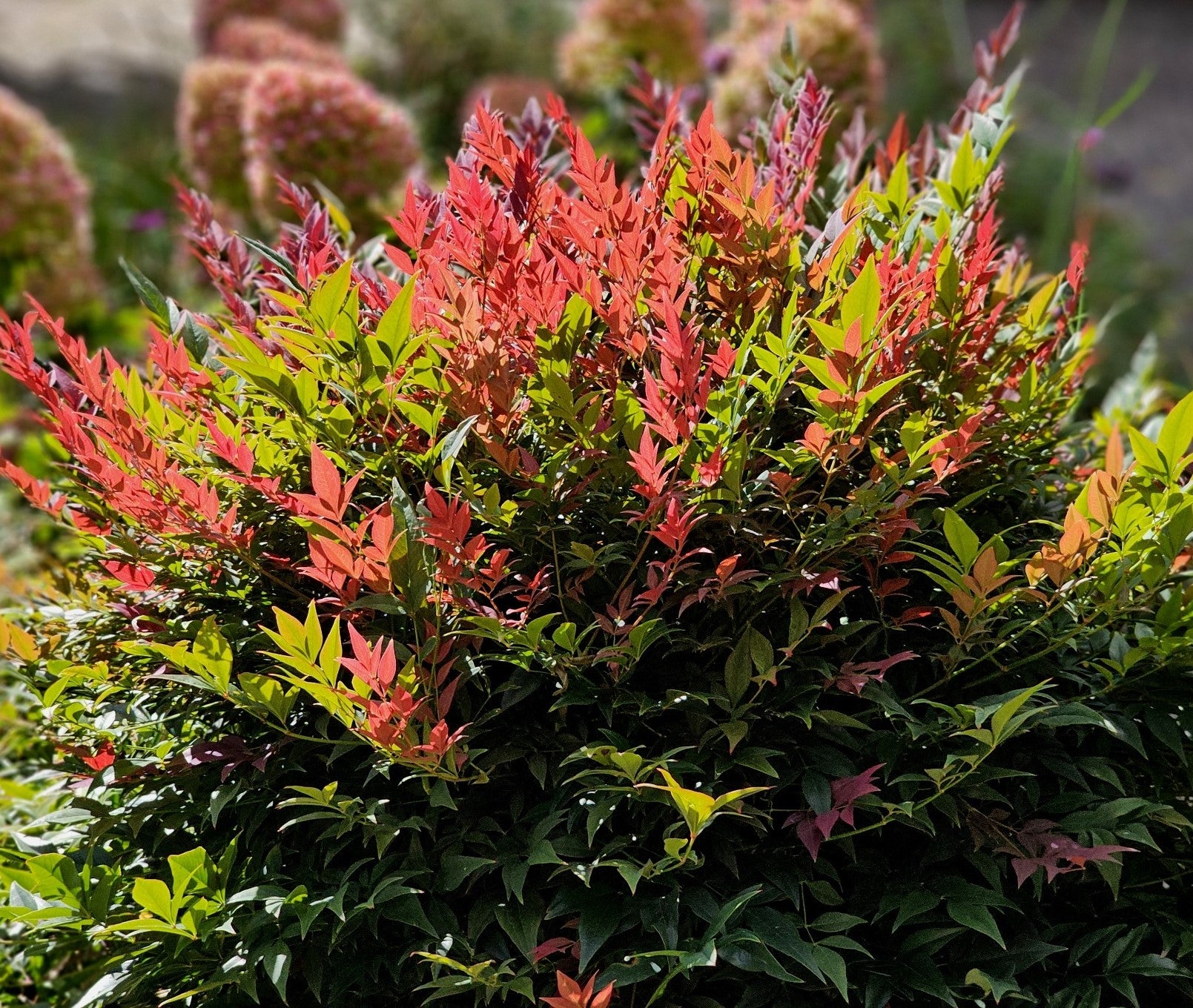 Nandina Obsessed in Vaso da 19cm