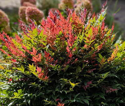 Nandina Obsessed in Vaso da 19cm