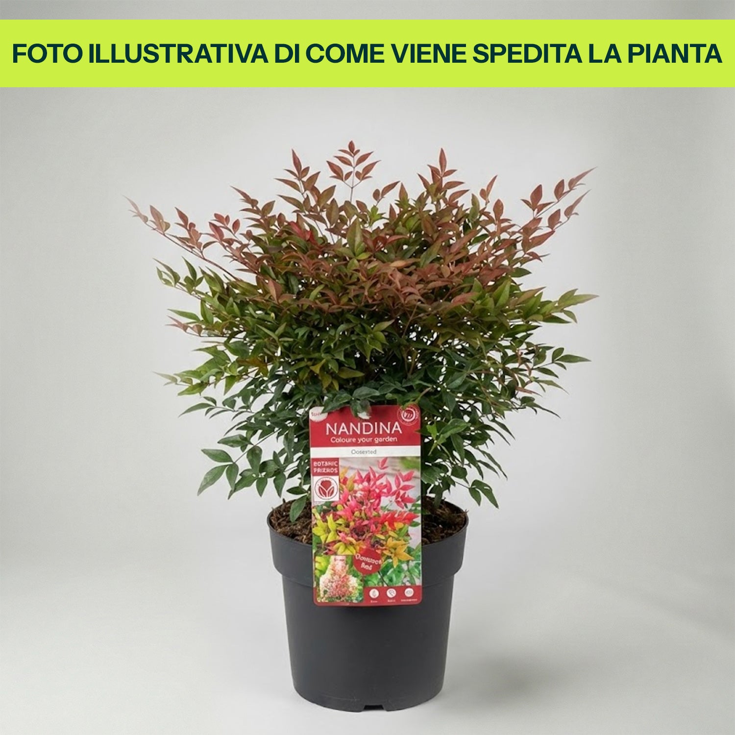Nandina Obsessed in Vaso da 19cm