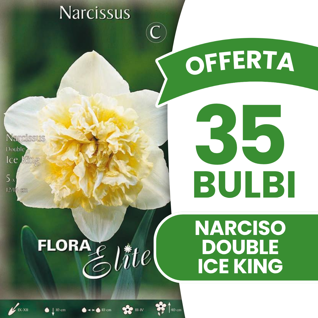Offerta 35 Bulbi di Narciso Double Ice King