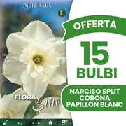 Offerta 15 Bulbi di Narciso Split Corona Papillon Blanc