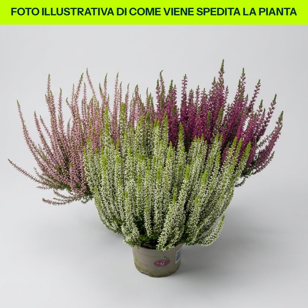 CALLUNA VULGARIS TRICOLOR EN POT DE 12CM