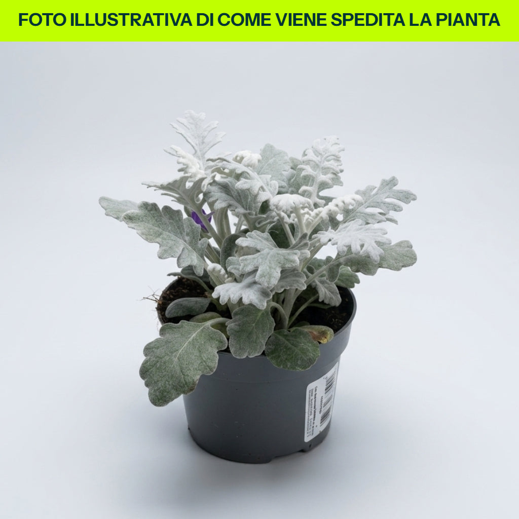 OFFERTA 3 PIANTE DI CINERARIA MARITTIMA VASO 10.5 CM