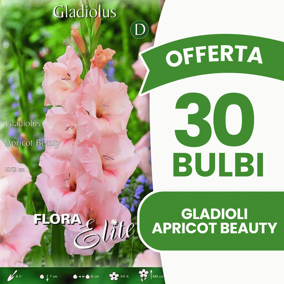 Offerta 30 Bulbi Gladioli Apricot Beauty