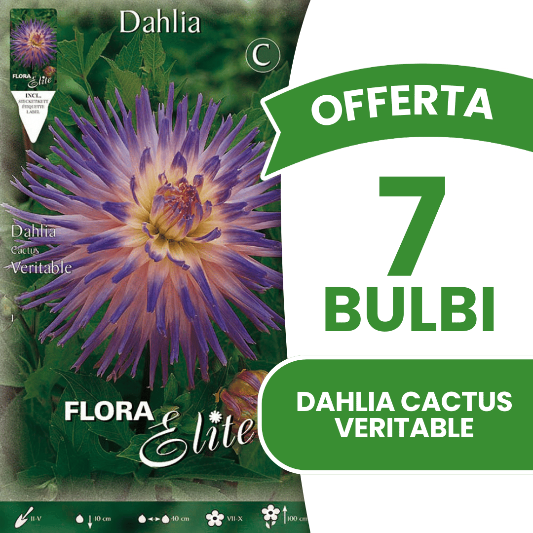 OFFERTA 7 BULBI DI DAHLIA CACTUS VERITABLE