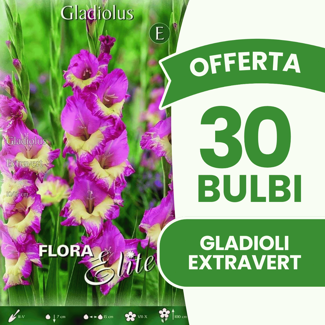 Offerta 30 Bulbi Gladioli Extravert