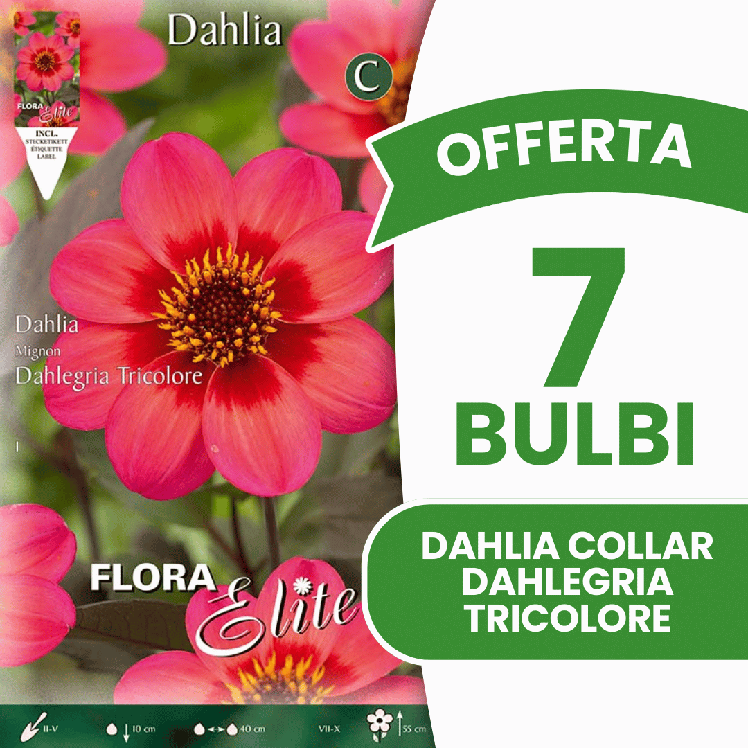 OFFERTA 7 BULBI DAHLIA COLLAR DAHLEGRIA TRICOLORE
