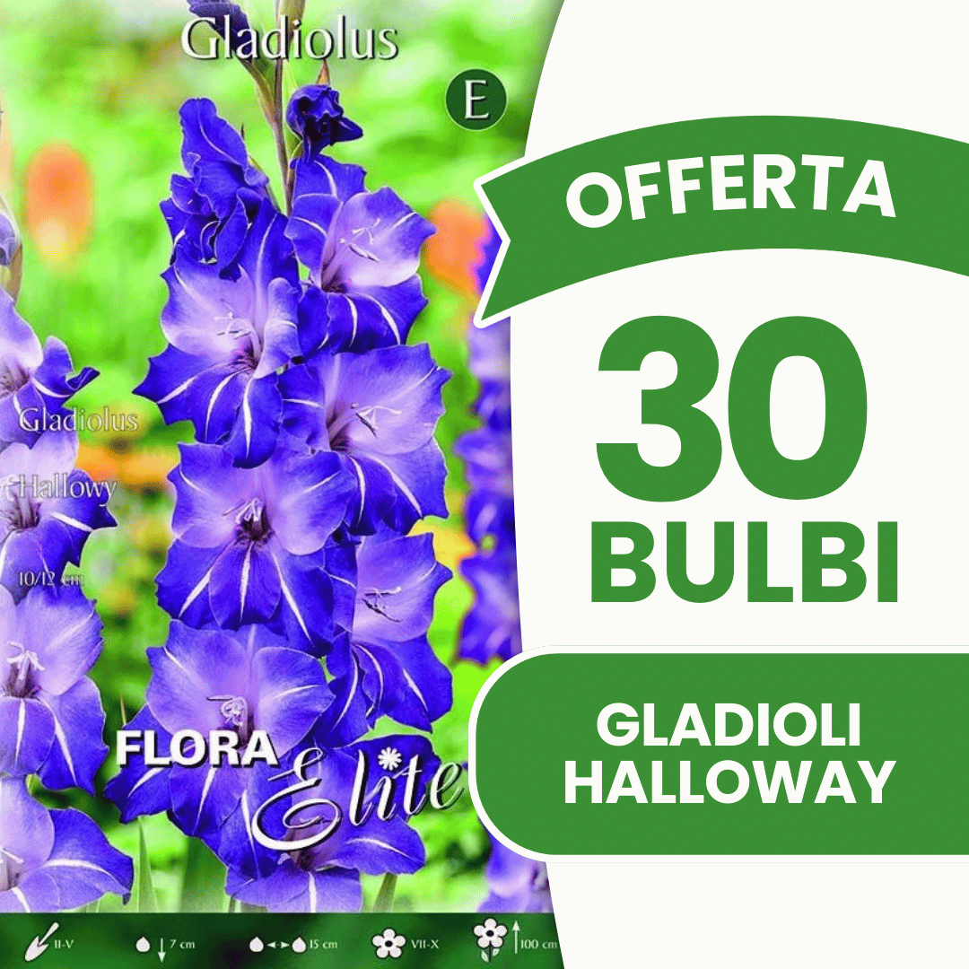Offerta 30 Bulbi Gladioli Halloway