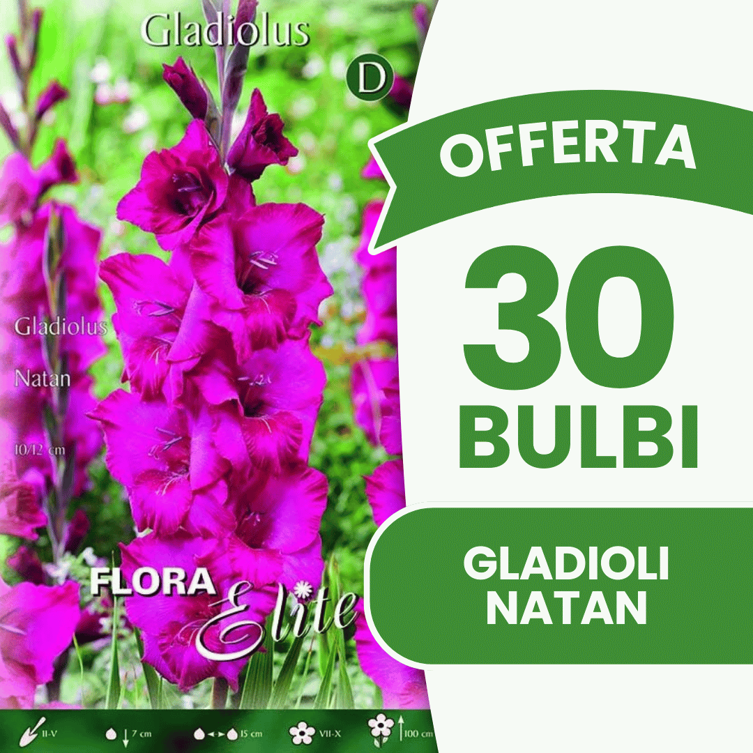 Offerta 30 Bulbi Gladioli Natan