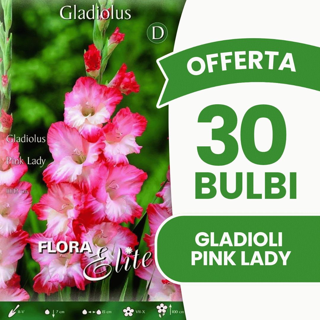 Offerta 30 Bulbi Gladioli Pink Lady