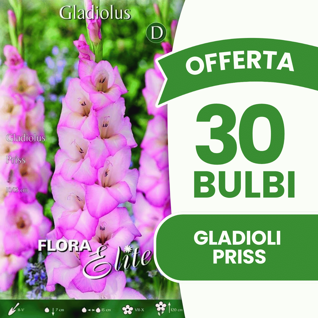 Offerta 30 Bulbi Gladioli Priss