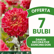 OFFRE 15 BULBES DE DAHLIA DÉCORATIFS DANCING DON