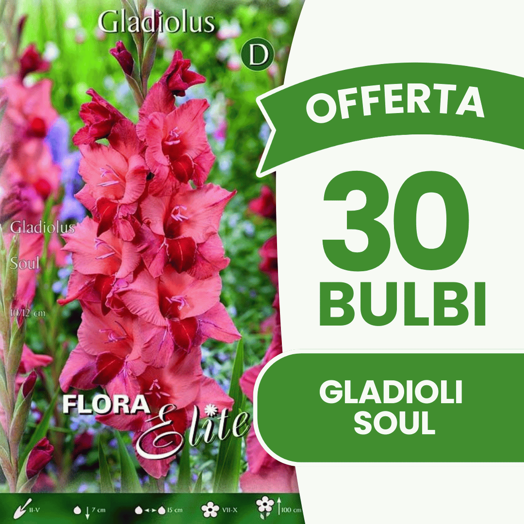 Offerta 30 Bulbi Gladioli Soul