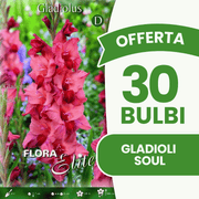 Offerta 30 Bulbi Gladioli Soul