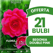 Offre 21 bulbes de bégonias roses doubles