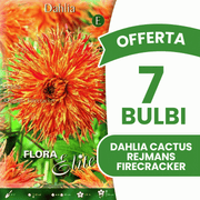 Offre 7 bulbes de dahlia cactus Rejmans Firecracker