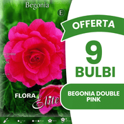 Offre de 9 bulbes de bégonias roses doubles