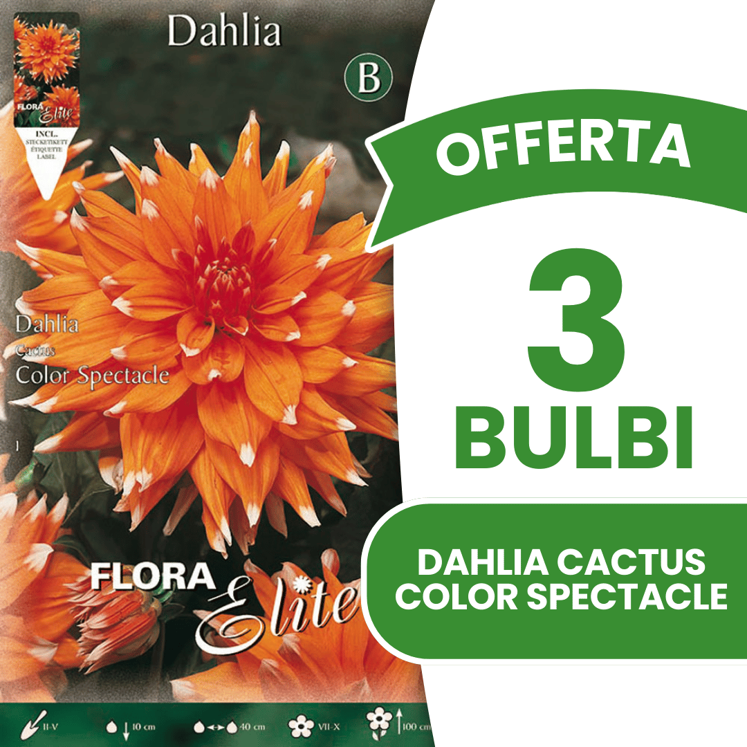 OFFERTA 3 BULBI DAHLIA CACTUS COLOR SPECTACLE