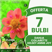 Angebot: 7 Dahlienzwiebeln der Sorte Collarette Kelsey Annie Joy