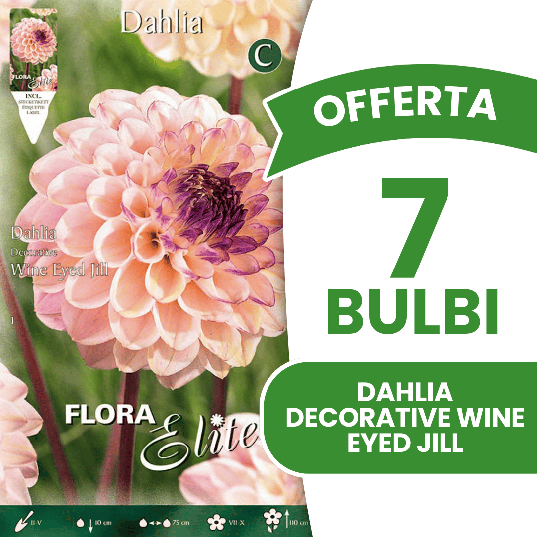 OFFERTA 7 BULBI DI DAHLIA DECORATIVE WINE EYED JILL